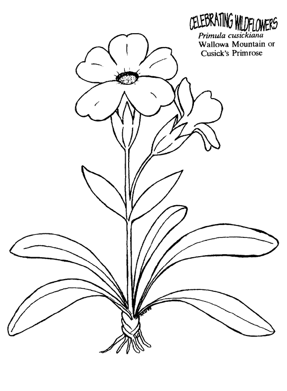 Primula coloring #8, Download drawings