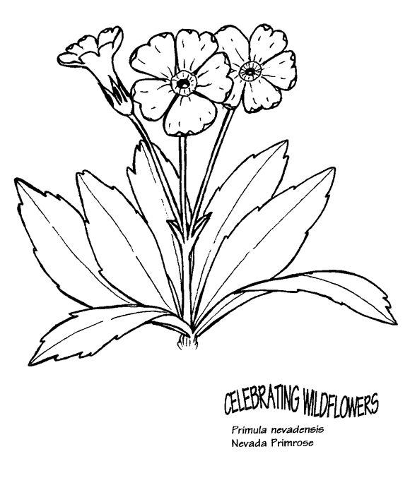 Primula coloring #11, Download drawings