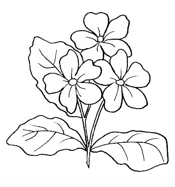 Primula coloring #18, Download drawings