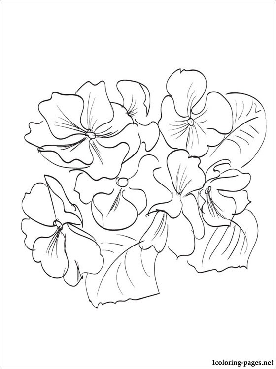 Primula coloring #10, Download drawings