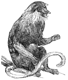 Proboscis Monkey clipart #14, Download drawings