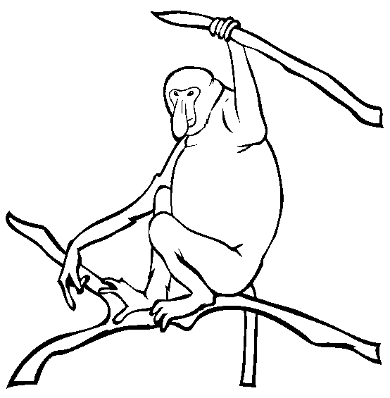 Proboscis Monkey coloring #20, Download drawings