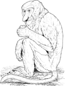 Proboscis Monkey coloring #17, Download drawings