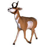 Pronghorns clipart #10, Download drawings