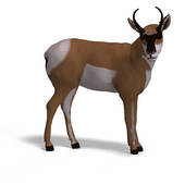 Pronghorn Antelope clipart #13, Download drawings
