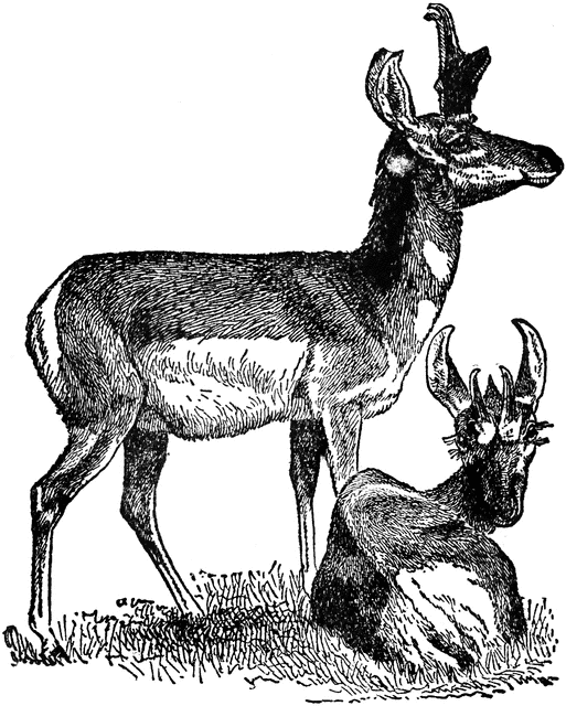 Pronghorns clipart #5, Download drawings