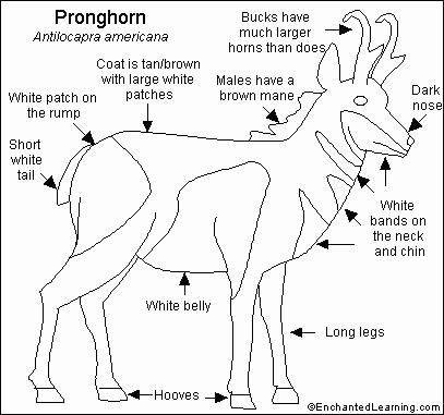 Pronghorn Antelope coloring #6, Download drawings