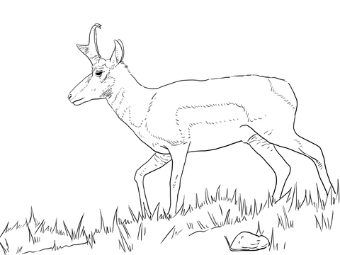 Pronghorn Antelope coloring #15, Download drawings