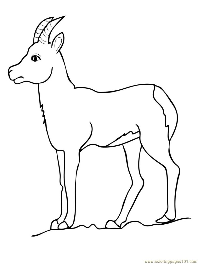 Download Pronghorn Antelope coloring for free - Designlooter 2020 👨‍🎨