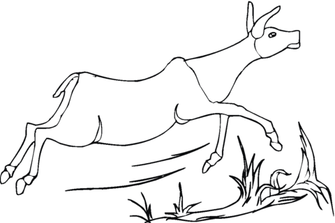 Pronghorn Antelope coloring #10, Download drawings