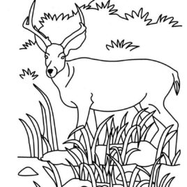 Pronghorn Antelope coloring #12, Download drawings