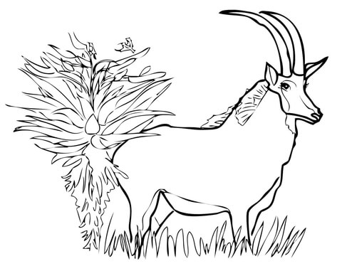 Pronghorn Antelope coloring #18, Download drawings