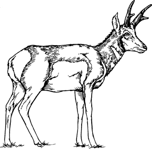 Pronghorn Antelope coloring #4, Download drawings