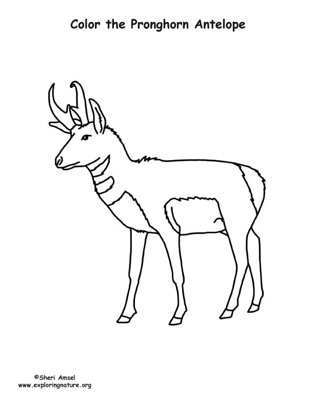 Pronghorn Antelope coloring #7, Download drawings