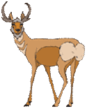 Pronghorn clipart #3, Download drawings