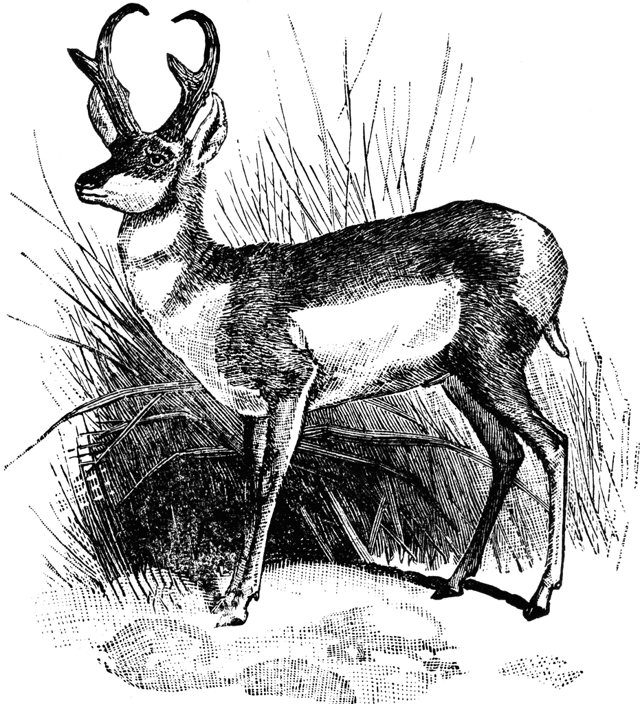 Pronghorn clipart #4, Download drawings