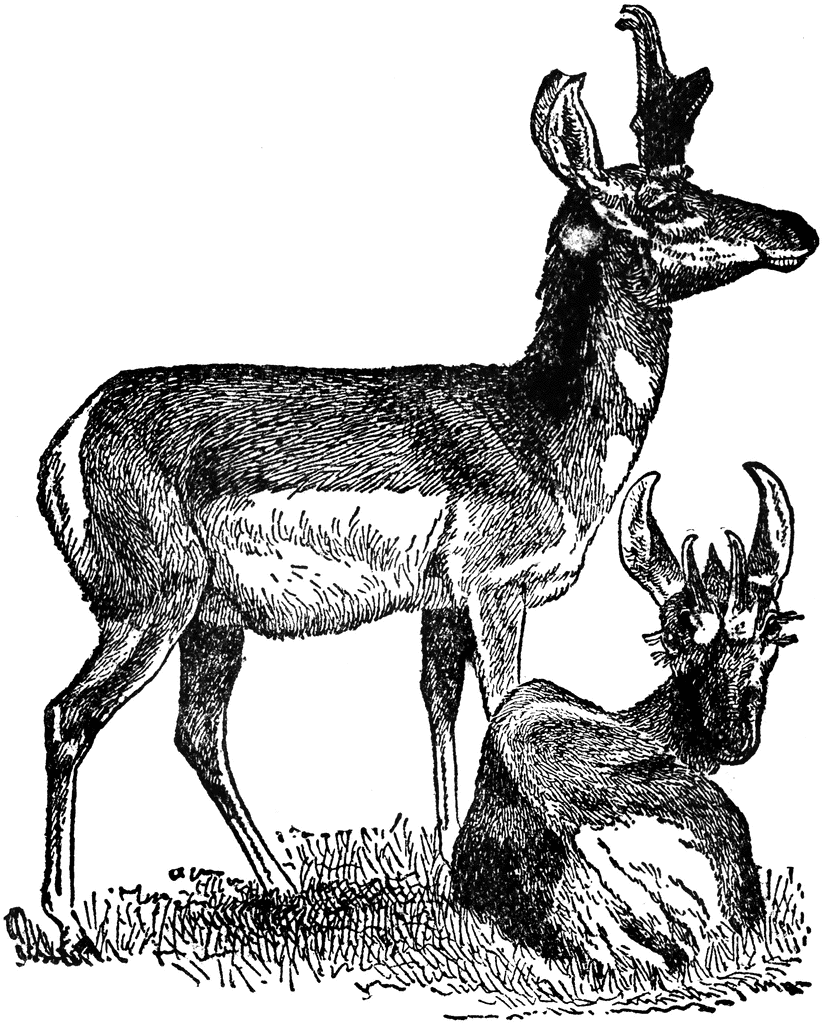 Pronghorn clipart #7, Download drawings