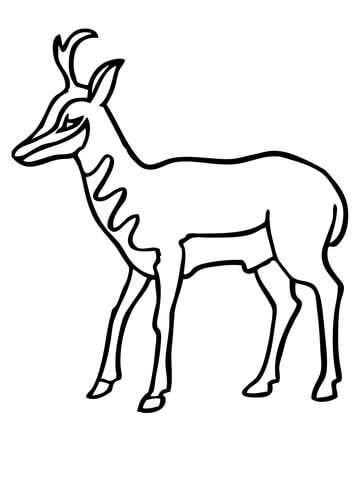 north american pronghorn coloring page Pronghorn coloring page download and print for free!