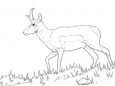 Download Pronghorn coloring for free - Designlooter 2020 👨‍🎨