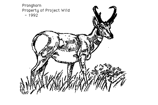 Pronghorn clipart #2, Download drawings