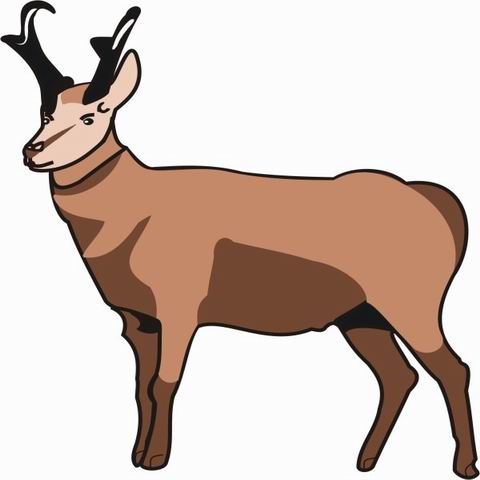 Pronghorns clipart #15, Download drawings
