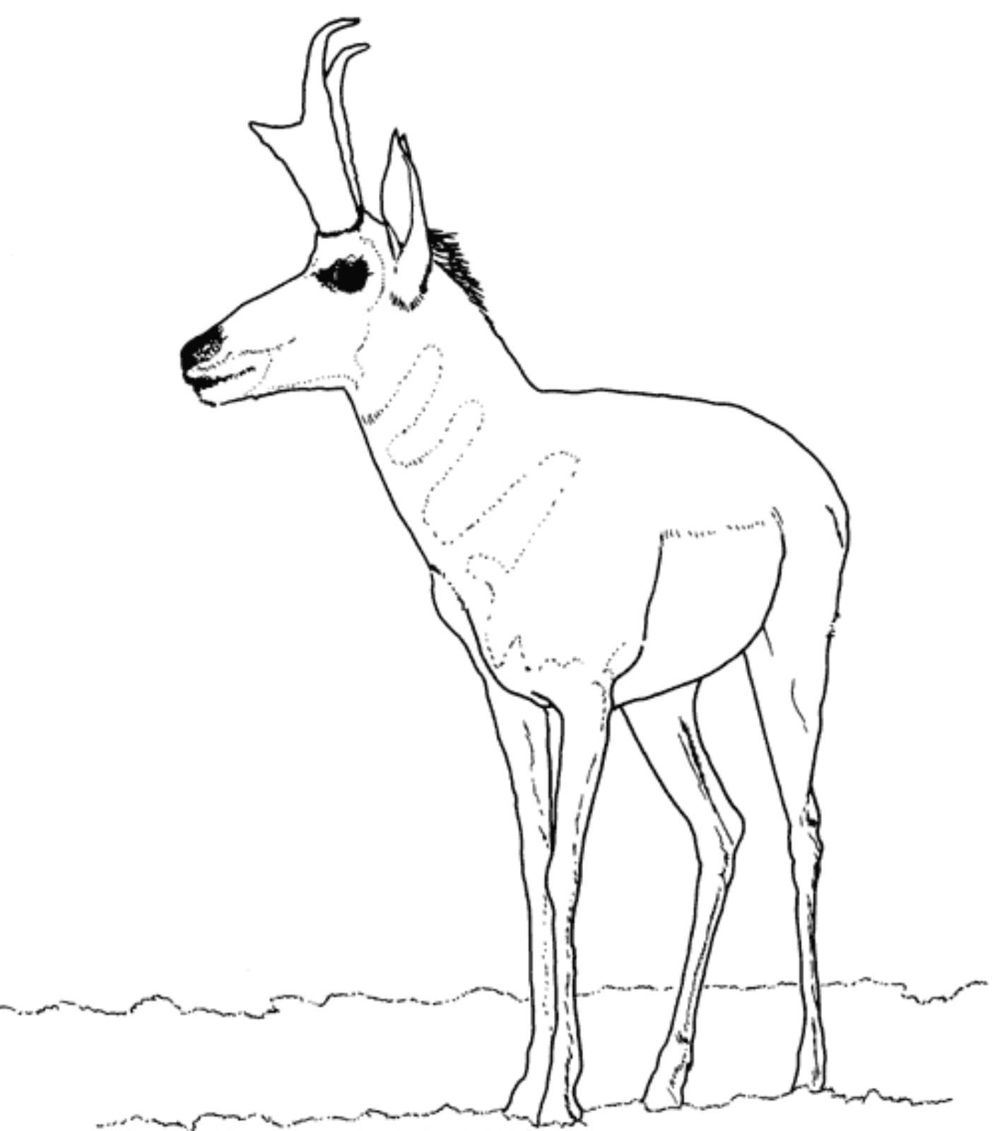 Download Pronghorns coloring for free - Designlooter 2020 👨‍🎨