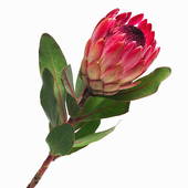 Protea clipart #9, Download drawings