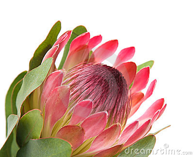 Protea clipart #13, Download drawings