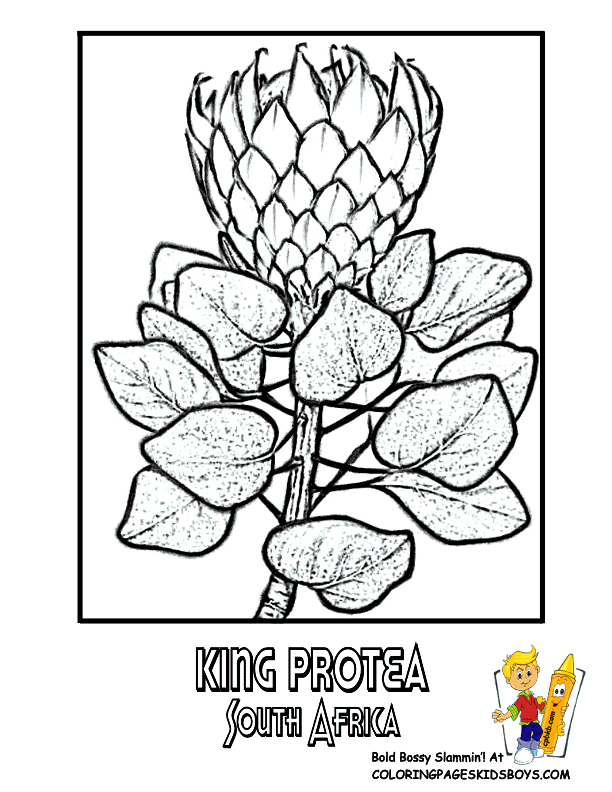 Protea coloring #18, Download drawings
