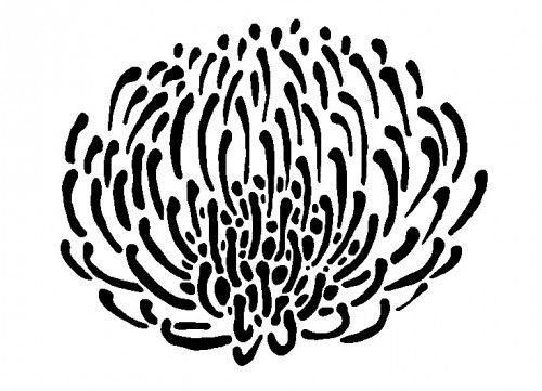 Protea svg #1, Download drawings