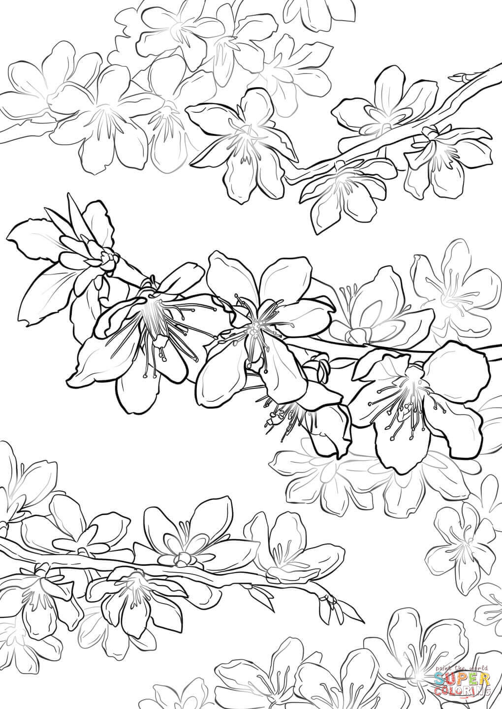 Prunus Blossom coloring #16, Download drawings