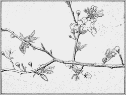 Prunus Blossom coloring #10, Download drawings