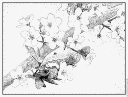 Prunus Blossom coloring #13, Download drawings
