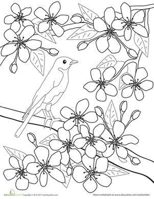 Prunus Blossom coloring #11, Download drawings