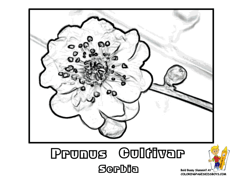 Prunus Blossom coloring #18, Download drawings