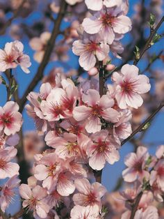 Prunus Blossom coloring #15, Download drawings