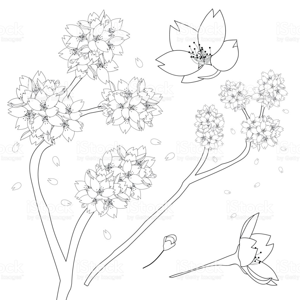 Prunus Blossom coloring #3, Download drawings