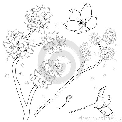 Prunus Blossom coloring #6, Download drawings