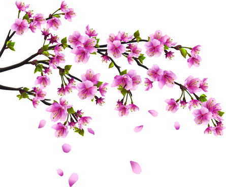 Prunus Blossom svg #13, Download drawings
