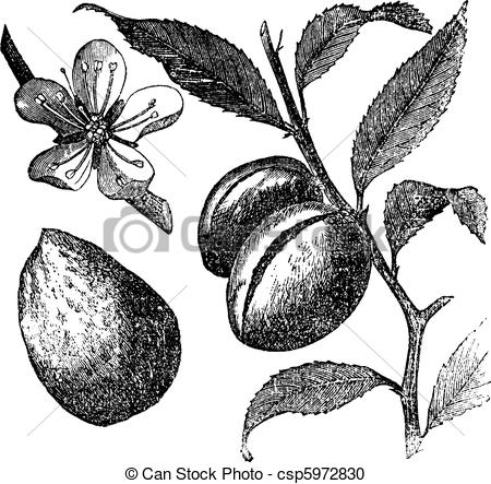 Prunus clipart #7, Download drawings