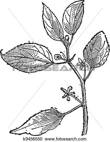 Prunus clipart #14, Download drawings