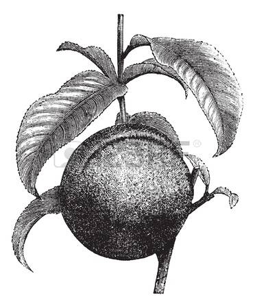 Prunus clipart #13, Download drawings