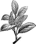 Prunus clipart #12, Download drawings
