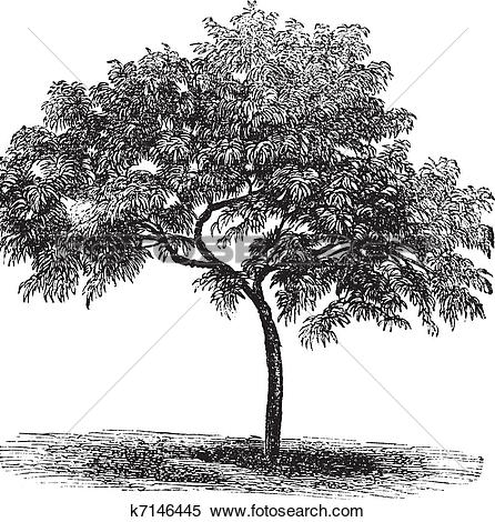 Prunus clipart #3, Download drawings