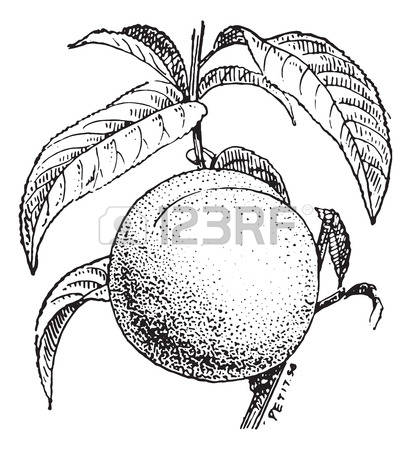 Prunus clipart #19, Download drawings
