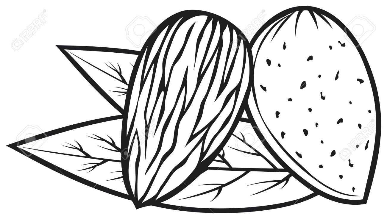 Prunus clipart #13, Download drawings