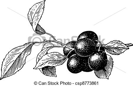 Prunus clipart #15, Download drawings