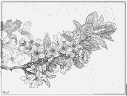Prunus coloring #18, Download drawings