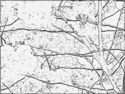 Prunus coloring #12, Download drawings