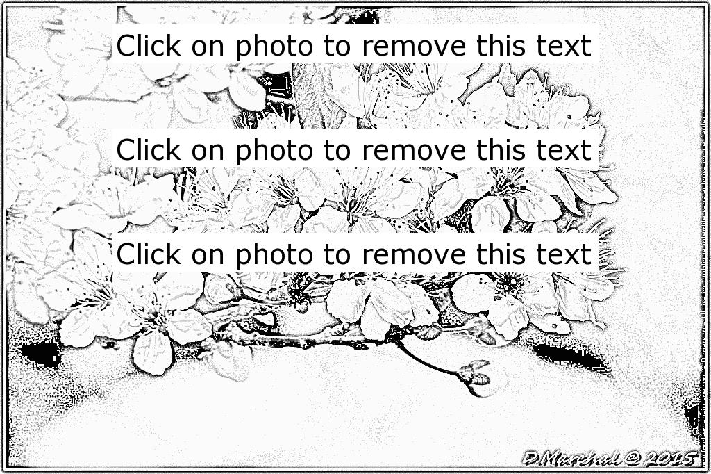 Prunus coloring #6, Download drawings